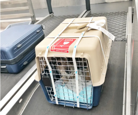 抚州宠物托运 宠物托运公司 机场宠物托运 宠物空运